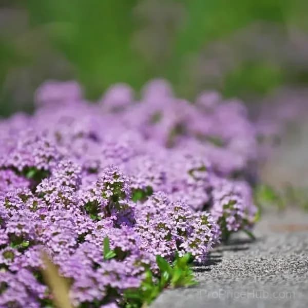 Low-Maintenance Thyme Seeds, Mixed Color, 100 Count - View 8