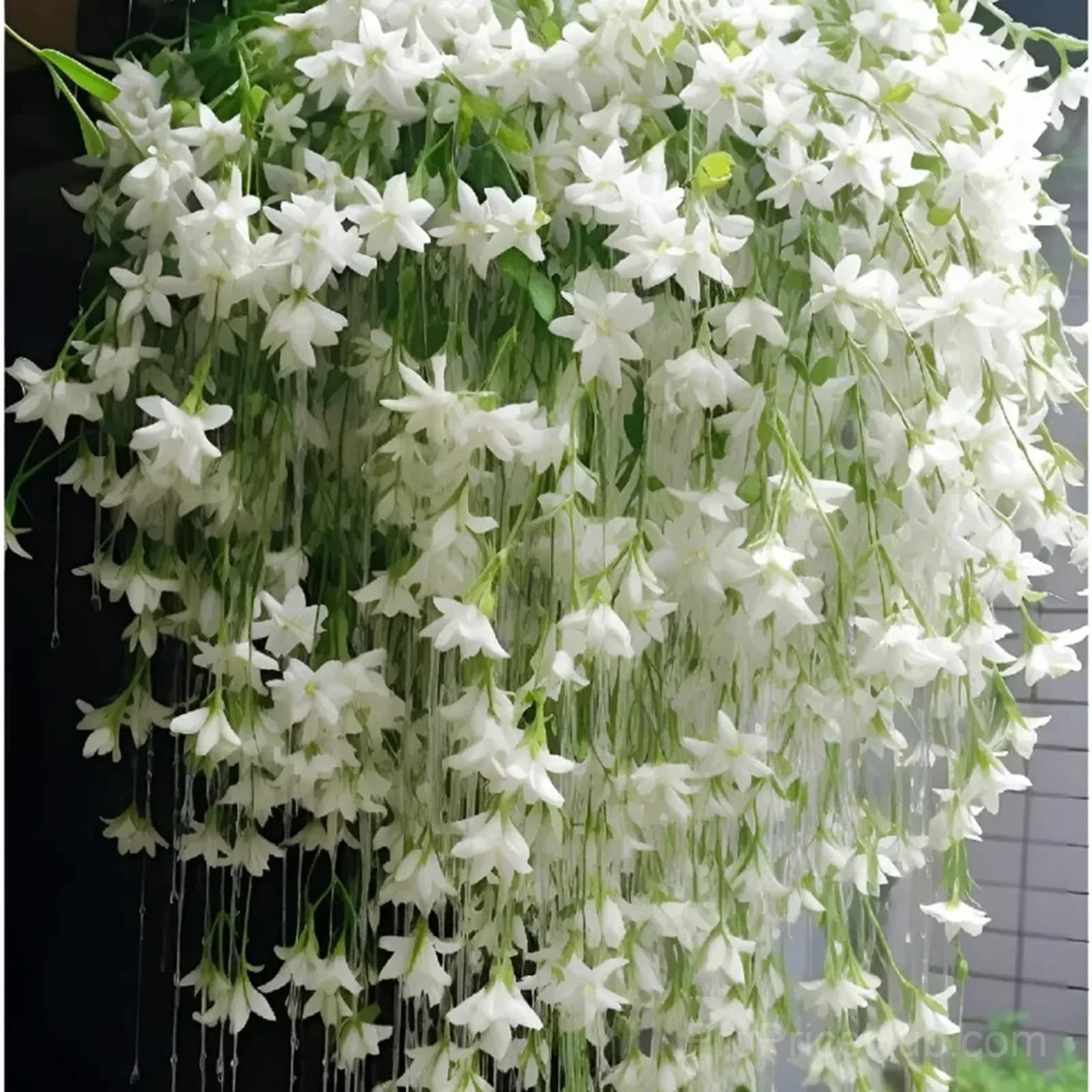 Clerodendrum wallichii Seeds - View 8