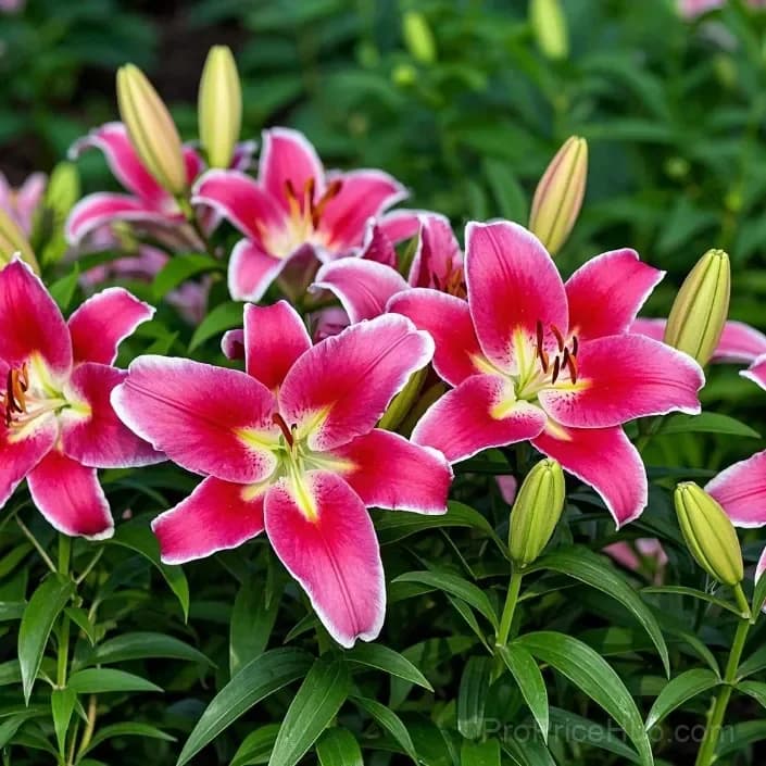 Perfume Lily Bulbs - Fresh and Sweet Scented - View 21
