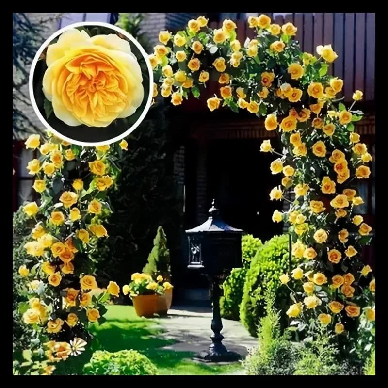 Rare Climbing Roses - Vigorous & Fragrant Garden Rose Plant - View 15