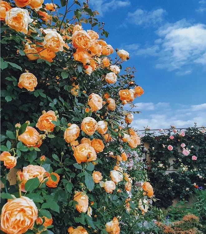 Rare Climbing Roses - Vigorous & Fragrant Garden Rose Plant - View 20