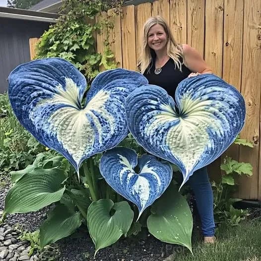 Rare Premium Hosta Bulbs – Easy to Grow for Garden Transformation - View 17