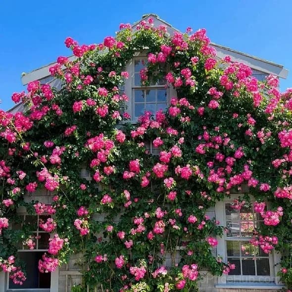 Rare Climbing Roses - Vigorous & Fragrant Garden Rose Plant - View 16