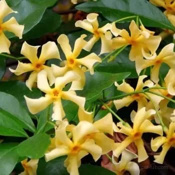 Windmill Jasmine Seeds - View 6