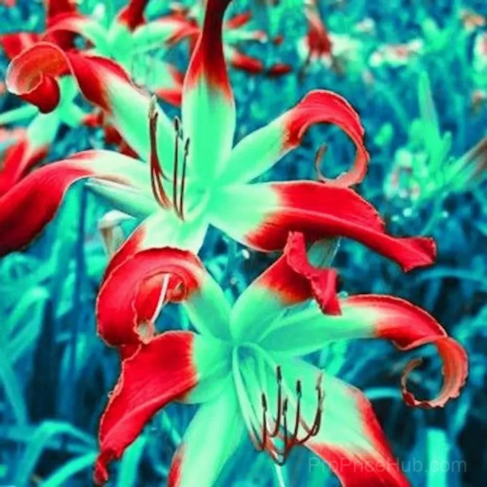 100 Rare Lily Seeds, Mixed Varieties - View 10