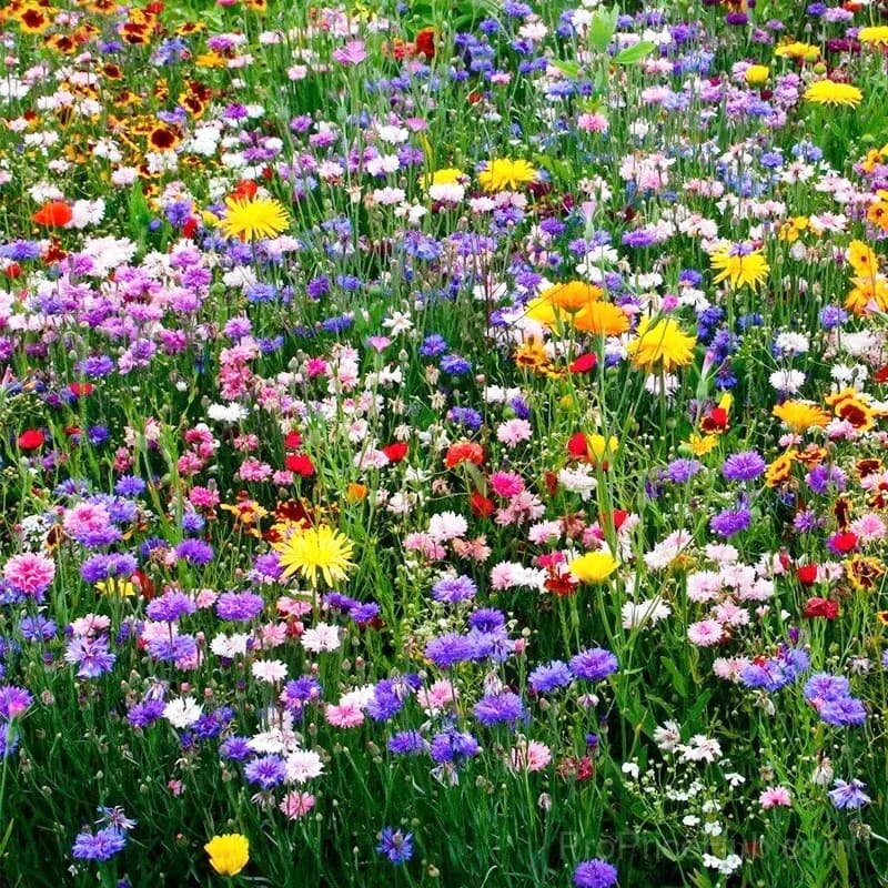 Heat-Tolerant Wildflower Seeds – Summer Hardy Mix - View 7