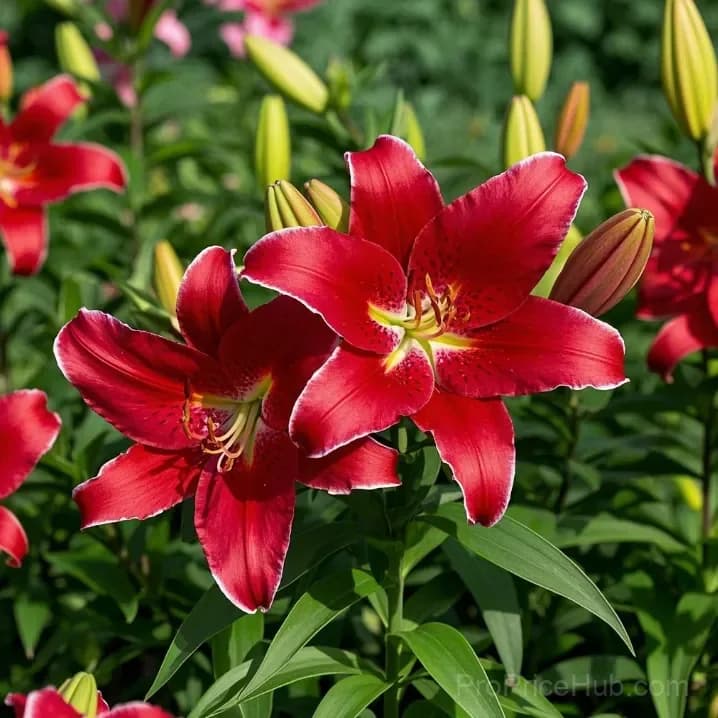 Perfume Lily Bulbs - Fresh and Sweet Scented - View 17