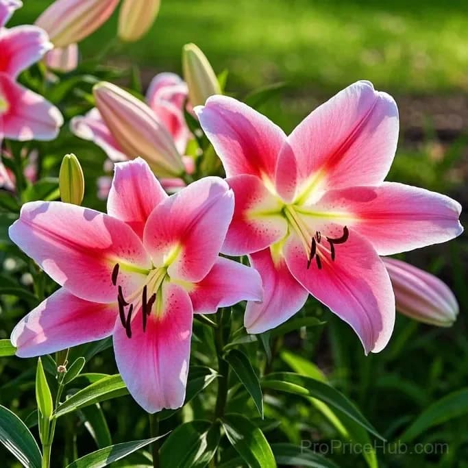 Perfume Lily Bulbs - Fresh and Sweet Scented - View 16