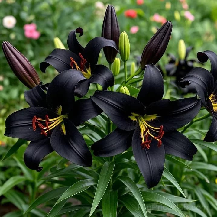 Perfume Lily Bulbs - Fresh and Sweet Scented - View 26