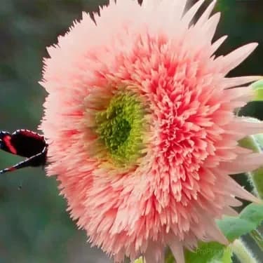 Sunflower Seeds for Planting - Sunshine Variety - View 20