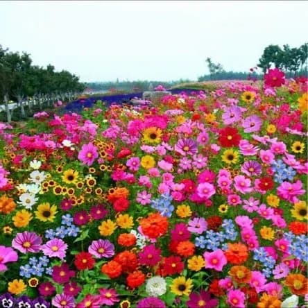 All-Season Mixed Perennial Flower Seeds – 90+ Varieties for Continuous Blooms - View 11