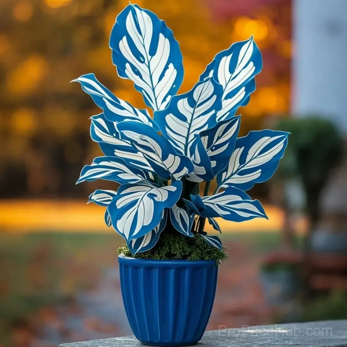 Twilight Potted Alocasia Bulbs - Indoor Plant Bulbs for Growing - View 5