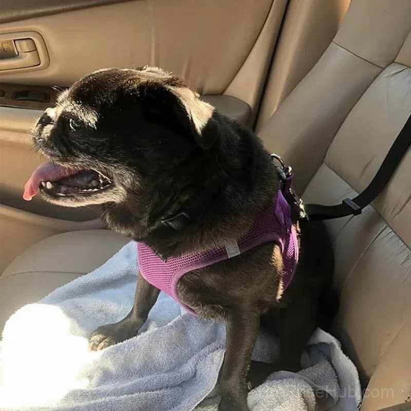 2-in-1 Dog Seatbelt and Leash - View 7