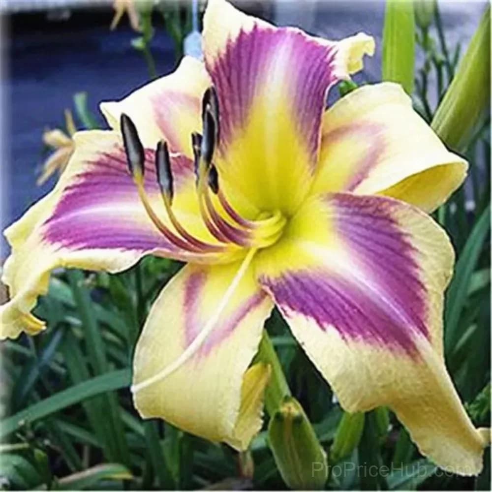 100 Rare Lily Seeds, Mixed Varieties - View 7