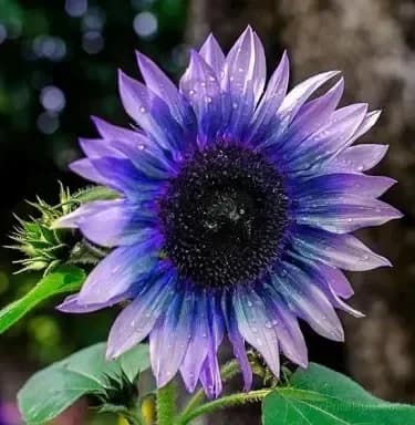 Sunflower Seeds for Planting - Sunshine Variety - View 13