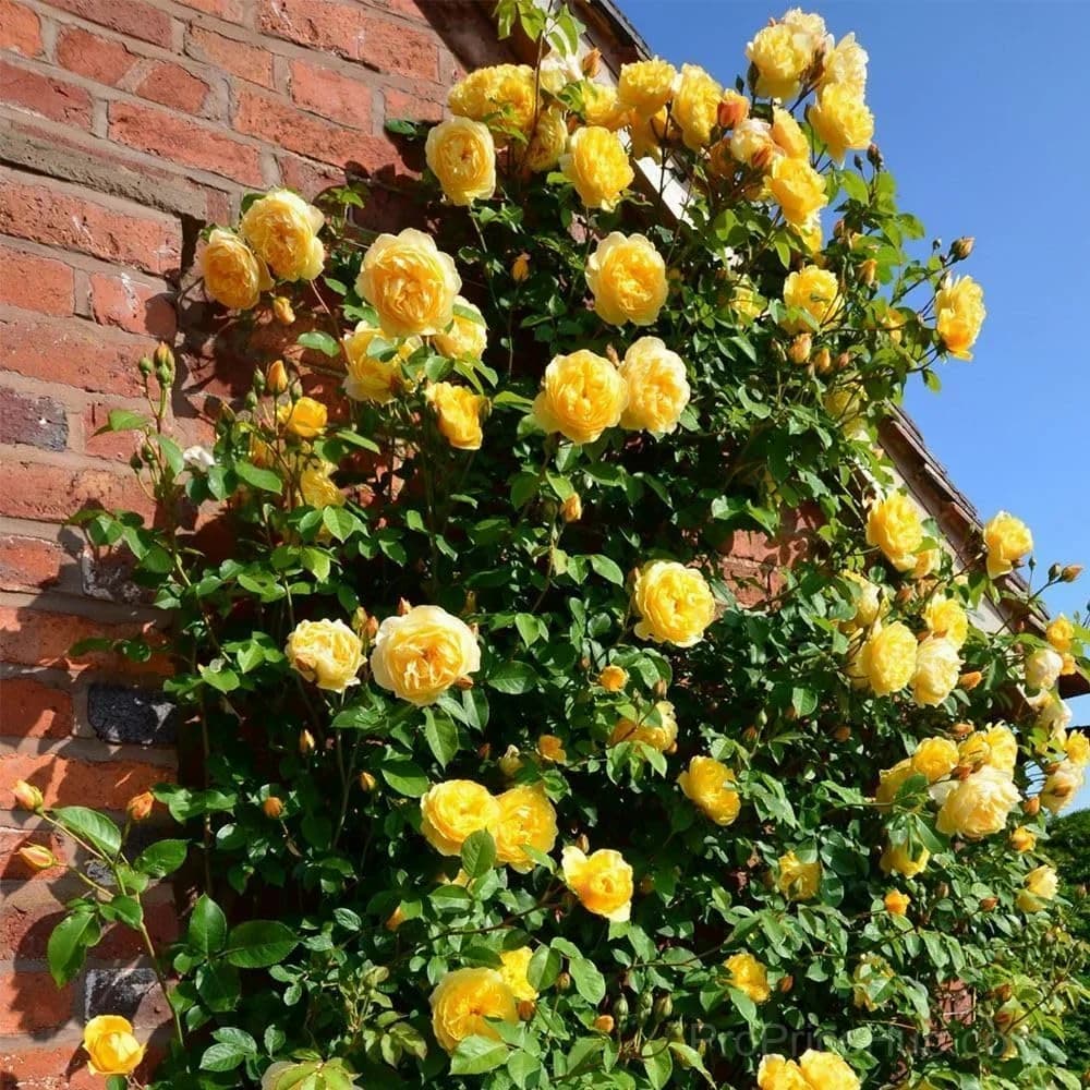 Rare Climbing Roses - Vigorous & Fragrant Garden Rose Plant - View 14