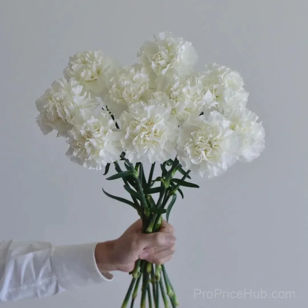 Premium Carnation Seeds - View 7