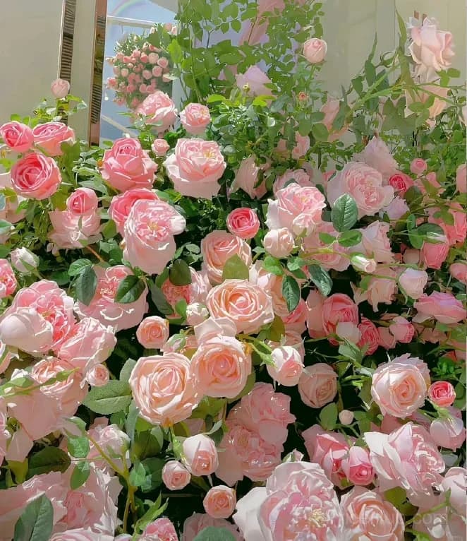 Rare Climbing Roses - Vigorous & Fragrant Garden Rose Plant - View 11