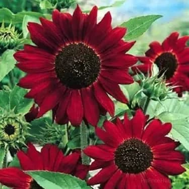 Sunflower Seeds for Planting - Sunshine Variety - View 19