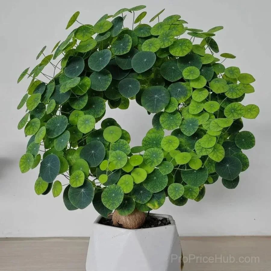 Red Rattan Stephania Erecta Houseplant - View 11