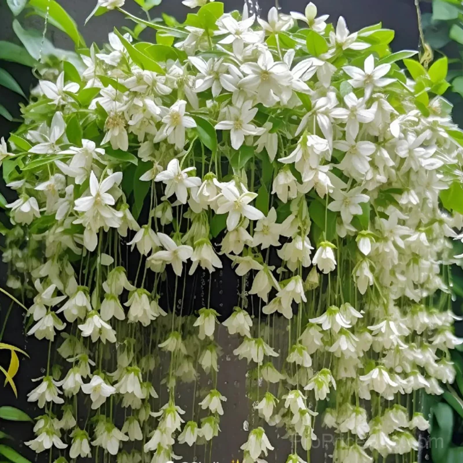 Clerodendrum wallichii Seeds - View 10