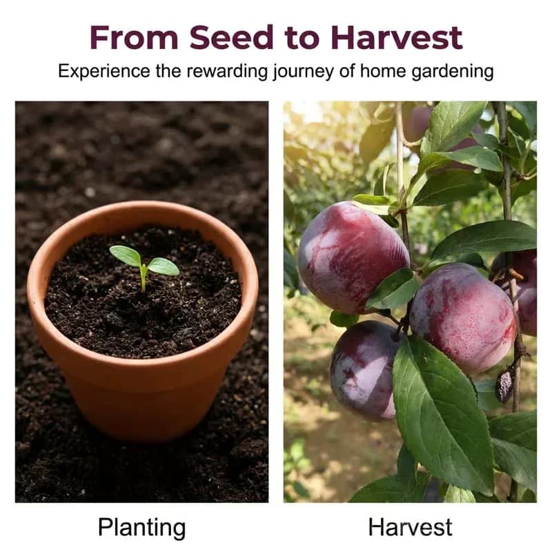 Heirloom Non-GMO Grafted Plum Tree Seeds - View 9