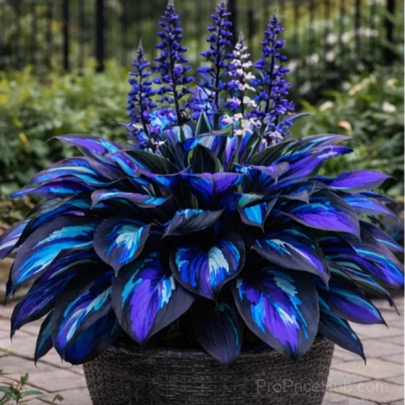 Hosta Bulbs for Shade - Easy Lush Perennial Growth - View 29