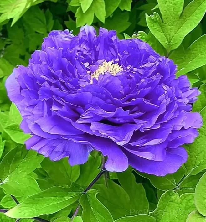 Multicolor Peony Seeds - View 7