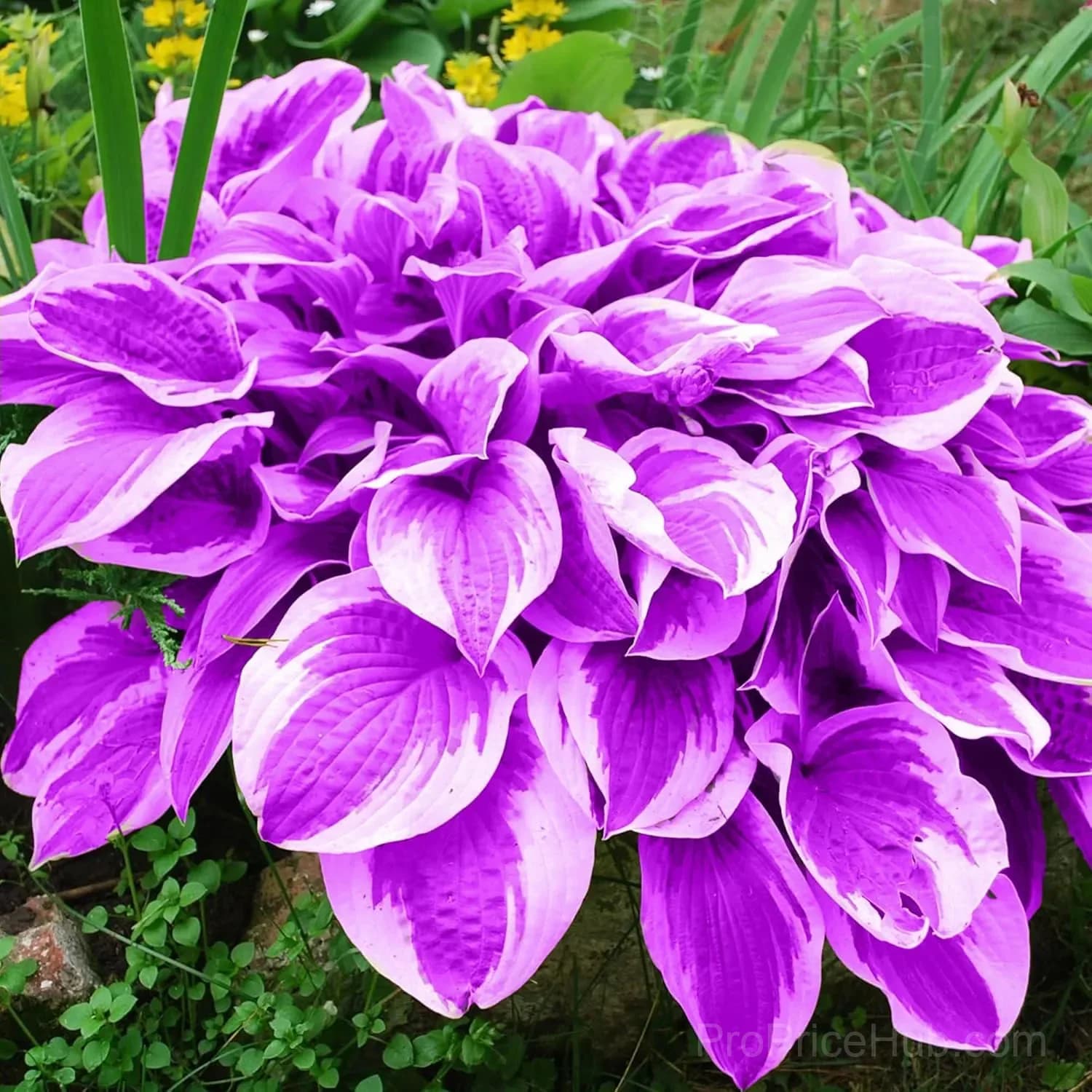 Mutilcolor Hosta Seeds - View 7