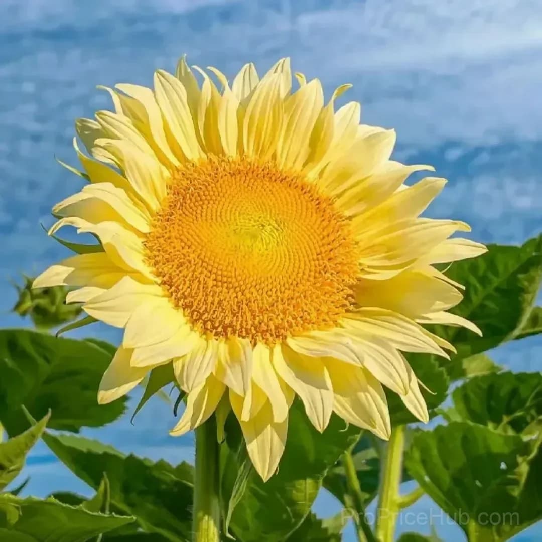 Sunflower Seeds for Planting - Sunshine Variety - View 25