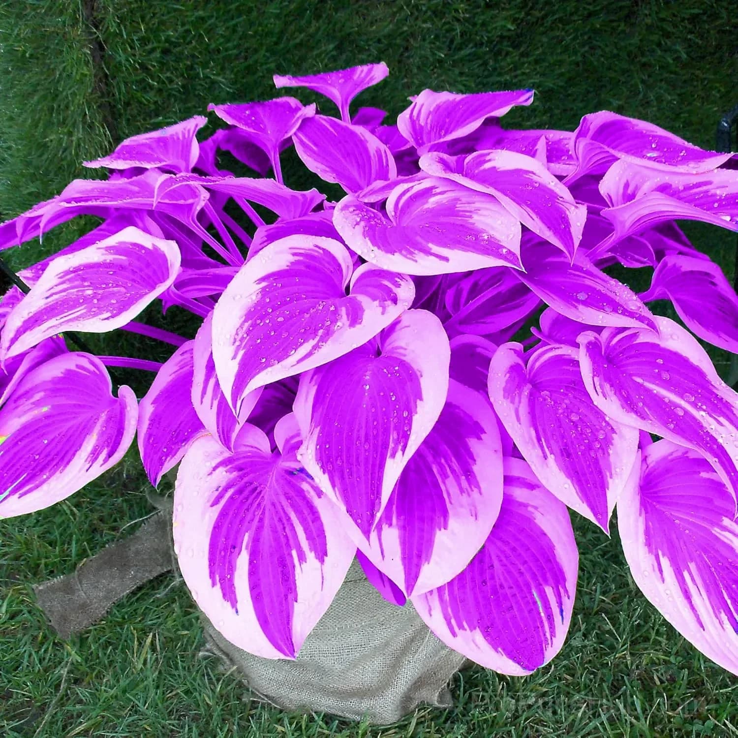 Mutilcolor Hosta Seeds - View 8