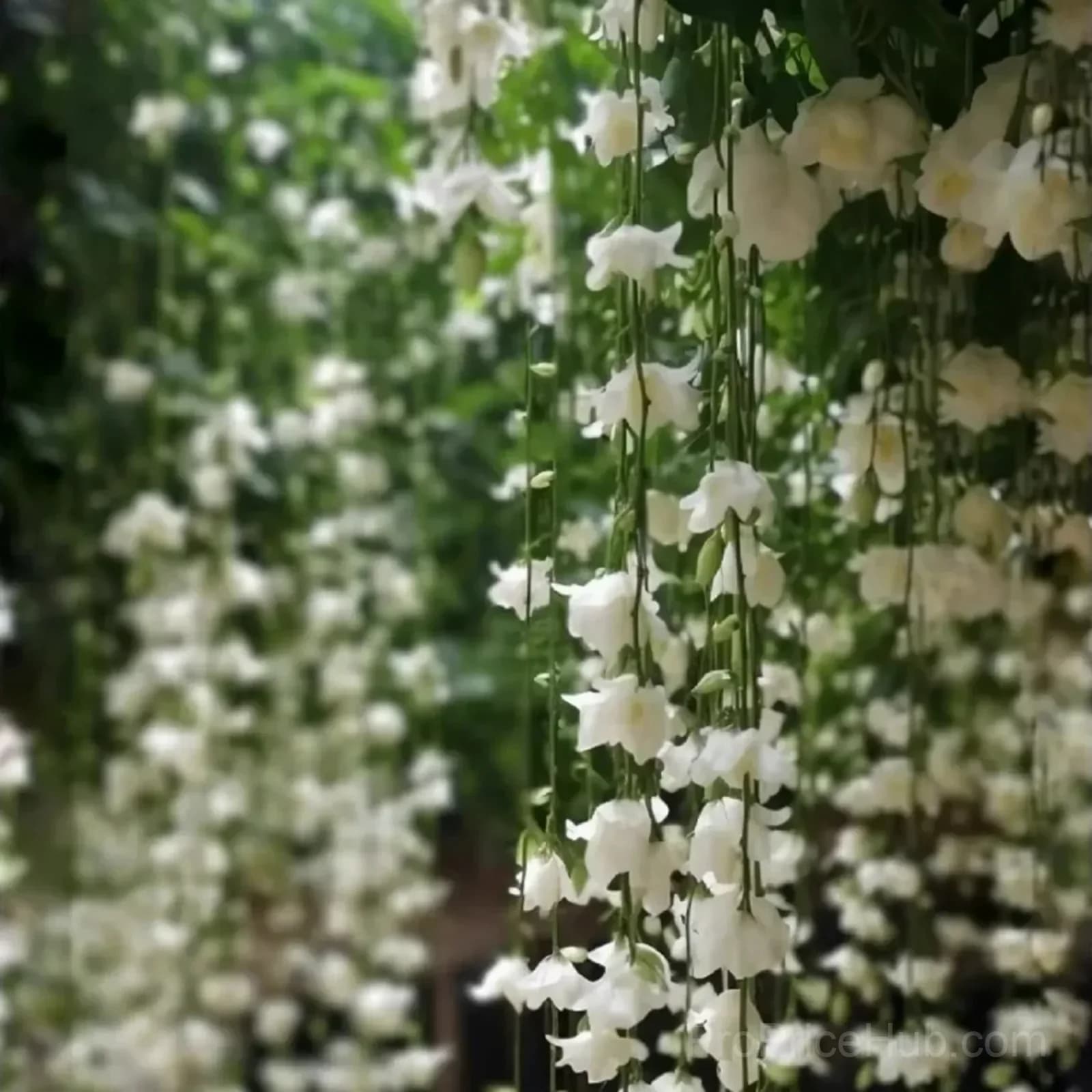 Clerodendrum wallichii Seeds - View 7