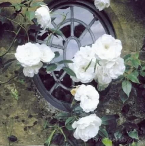 255 Mixed Color Climbing Rose Vine Seeds - View 10