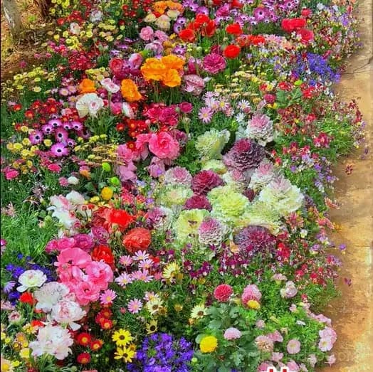 All-Season Mixed Perennial Flower Seeds – 90+ Varieties for Continuous Blooms - View 13
