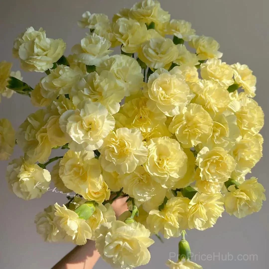 Premium Carnation Seeds - View 6