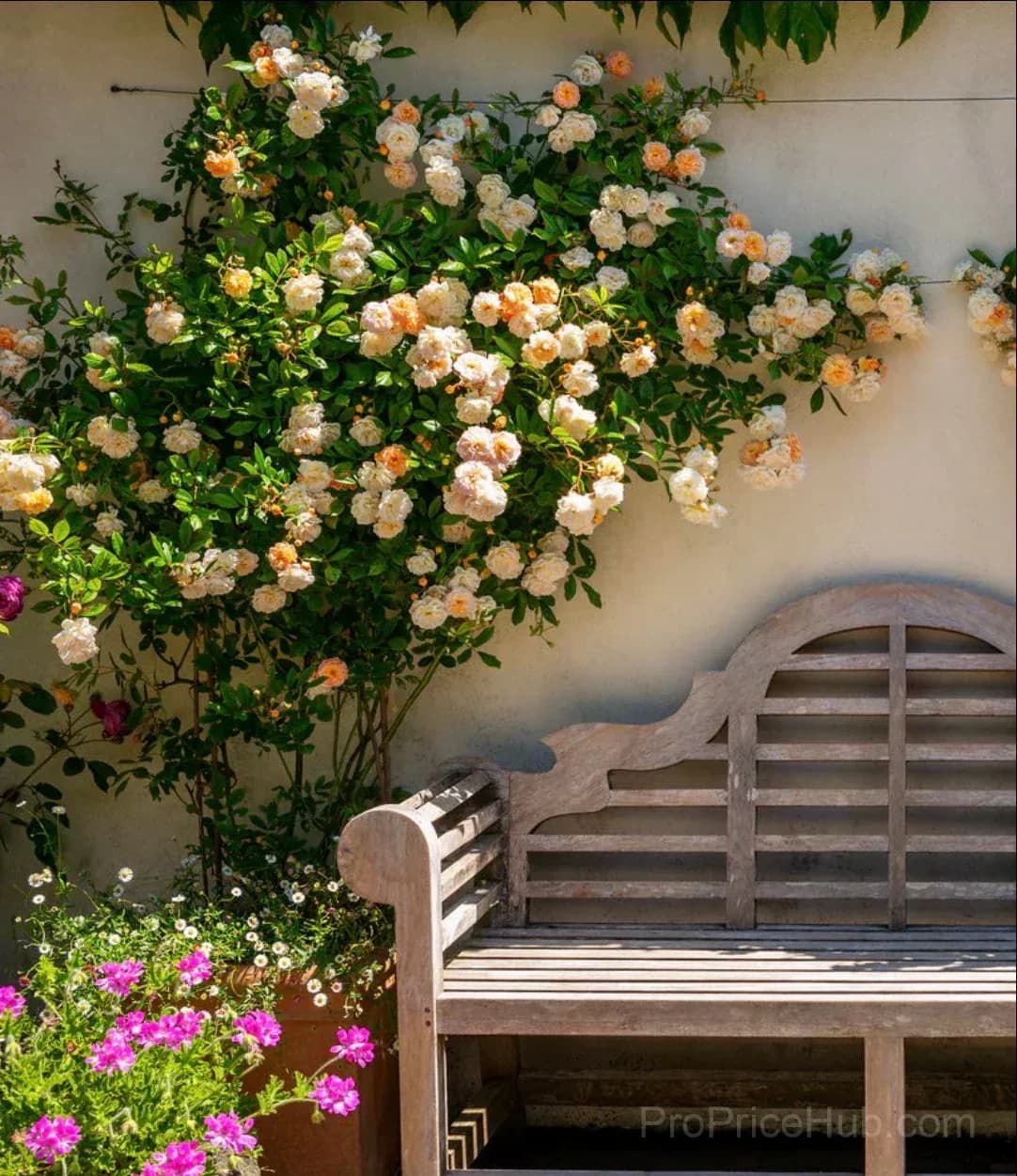 Rare Climbing Roses - Vigorous & Fragrant Garden Rose Plant - View 13