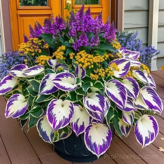 Shade & Cold Tolerant Hosta Seeds - View 10
