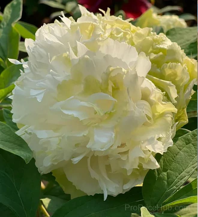 Multicolor Peony Seeds - View 6