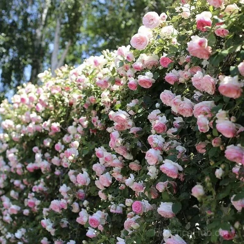 Rare Climbing Roses - Vigorous & Fragrant Garden Rose Plant - View 12
