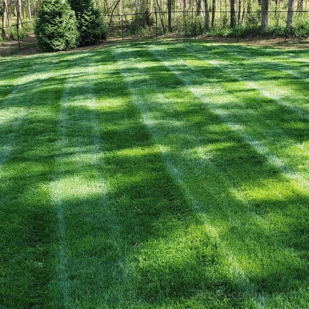 2026 Four Seasons Evergreen Grass Seed - Durable, Vibrant Green All Year - View 4
