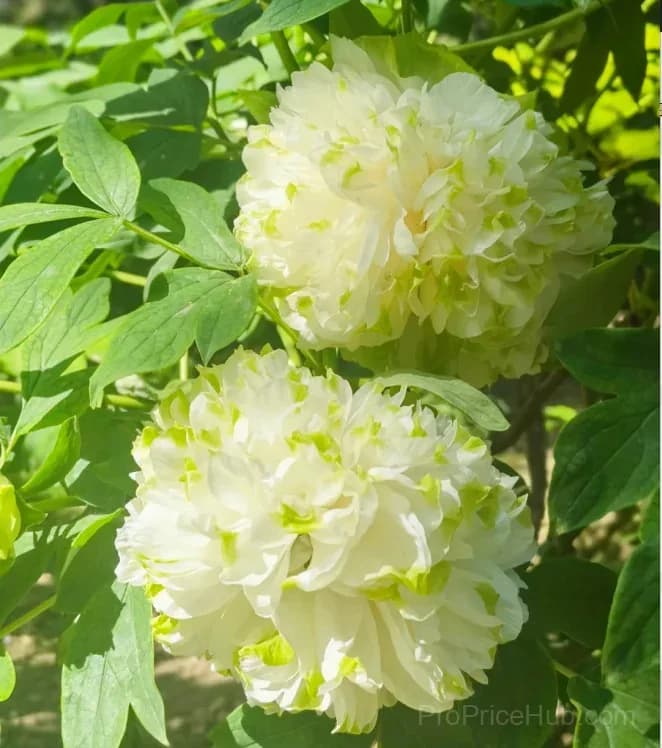 Multicolor Peony Seeds - View 11