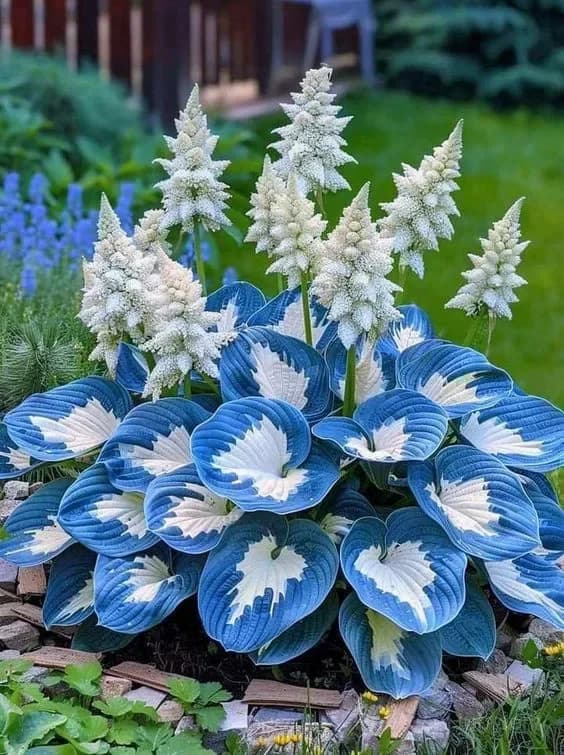 Shade & Cold Tolerant Hosta Seeds - View 8