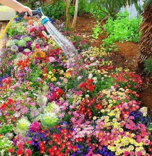 All-Season Mixed Perennial Flower Seeds – 90+ Varieties for Continuous Blooms - View 5