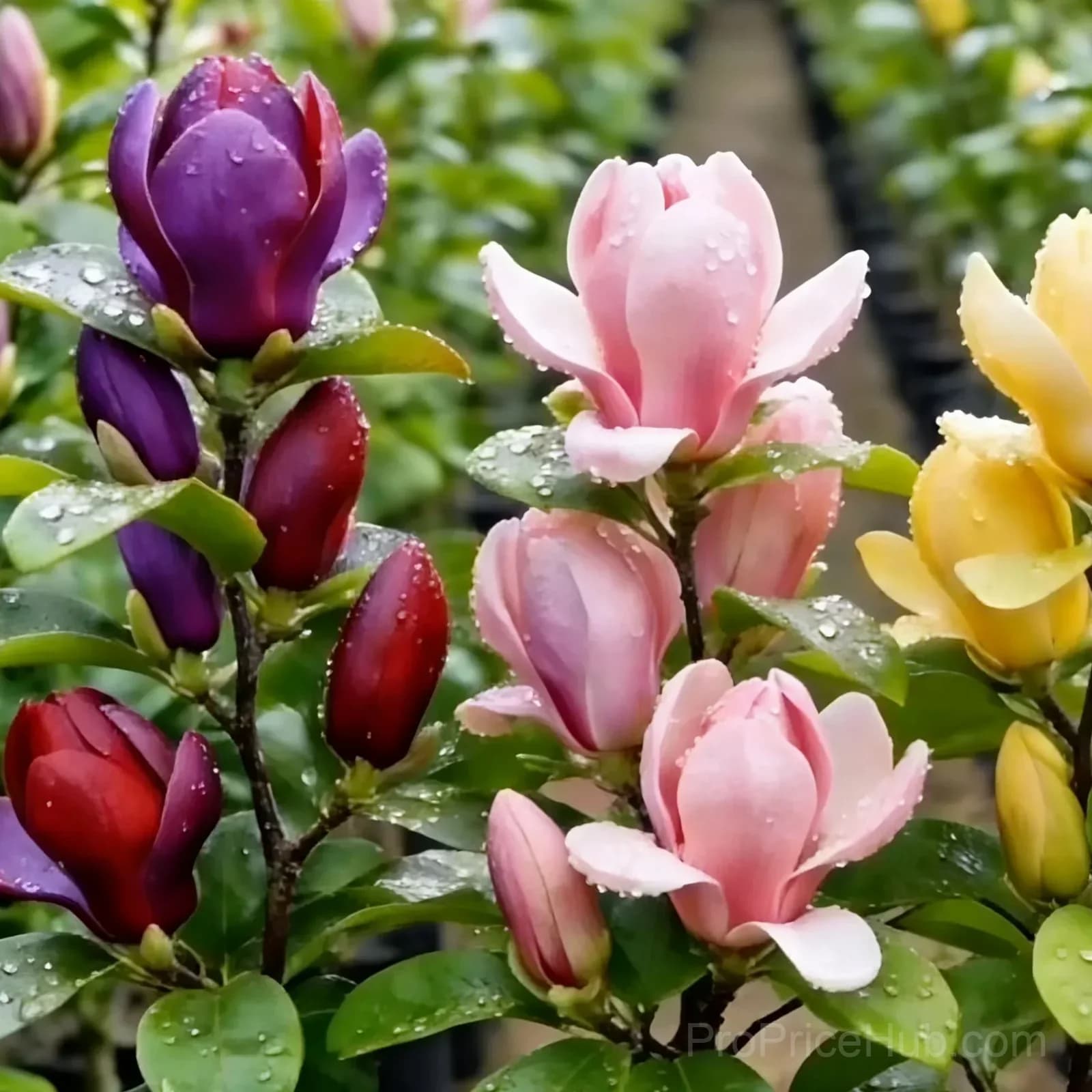 Magnolia Liliiflora Bulbs - Fragrant Purple Blooms - View 7