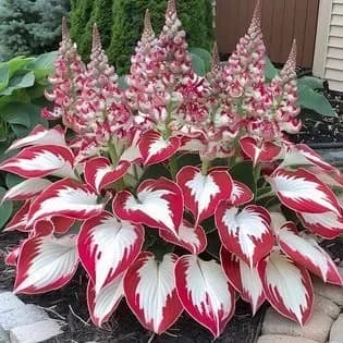 Shade & Cold Tolerant Hosta Seeds - View 2