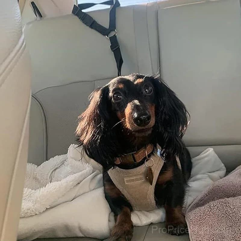2-in-1 Dog Seatbelt and Leash - View 8