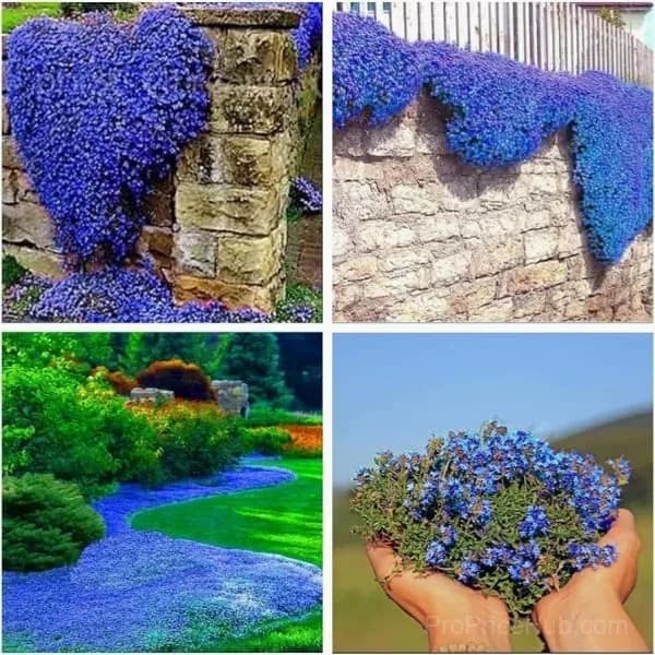 Low-Maintenance Thyme Seeds for Garden Planting - View 4