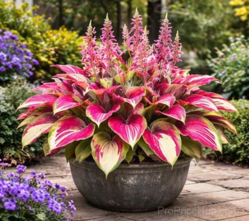 Hosta Bulbs for Shade - Easy Lush Perennial Growth - View 11
