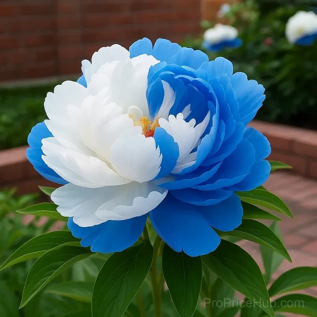 Rare Double Peonies - Big Beautiful Blooms, Seeds & Bulbs - View 18
