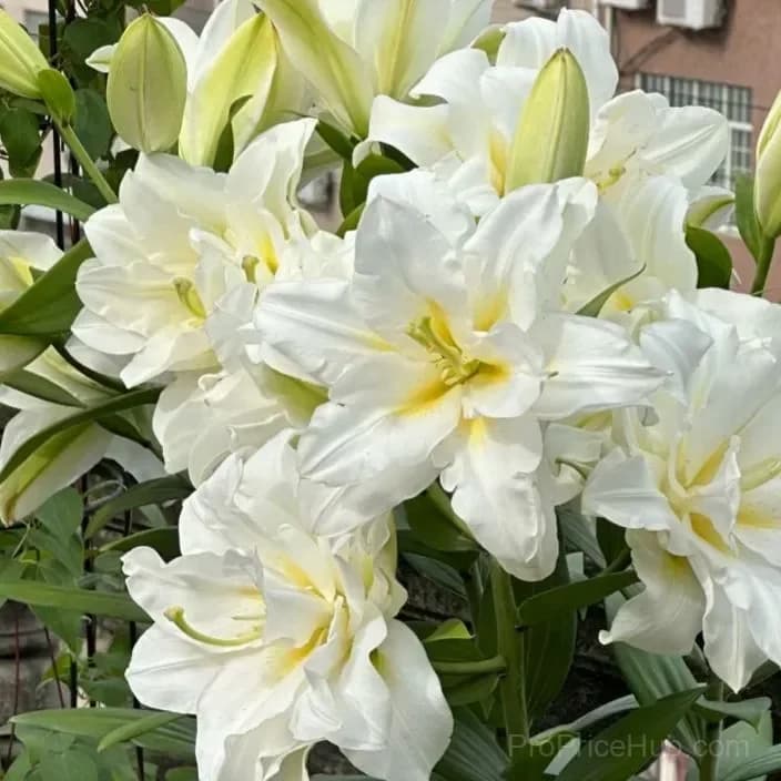 Perfume Lily Bulbs - Fresh and Sweet Scented - View 4